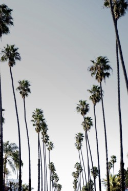 dipdyebitch:  palm trees are perfection