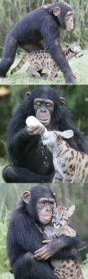 lzbth:differentspeciescuddling:  A chimpanzee adopts an orphaned puma cub.   yes. this is what im here for