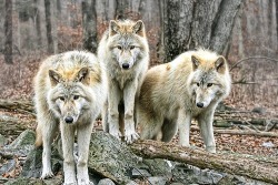 wolvesandwind:   WANT MORE AUTUMN LOVE? → Wolves&amp;Wind / EverChangingSeasons  