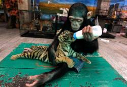imwithkanye:  17 Animals Taking Care Of Other Animals