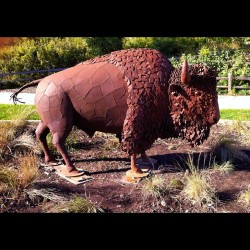 Iron buffalo at Peggy Notebart  Museum. #art #statue #outside #cool #iron #animal  (Taken with Instagram)