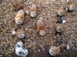 andyanddrewandandrew:  frost-ed23:  patientrecords:  titaniumbovine:  LOOK AT THE LITTLE GREY ONE YOU’RE THE ODD ONE OUT BUT IT’S OKAY YOU’RE GORGEOUS   It’s a shiny fox.  LOOK AT ALL THE JP’S 