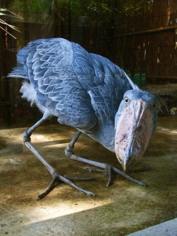 the-milk-eyed-mender:  pigeonfancier:  bluelightseven:  ufansius:  Shoebill (Balaeniceps rex)  When people need to be convinced of the whole “birds are dinosaurs, no really” thing, the Shoebill here is who gets pulled up.  JEEZ, BIRD, YOU ARE STRAIGHT-UP