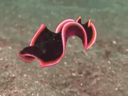 sunevv:  third-eyes:  nooby-banana:  ironychan:  ilymorgannn:  I’m terrified of the ocean but I love what inhabits it  I don’t know what this thing is but it can probably kill you in at least six horrible ways.  It’s a Spanish Dancer!! :D  It’s