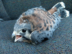 meowgon:  nique:  Baby kestrels are pretty much a head with wings.  like a nerf football 