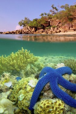 positive-nature:  Blue Starfish, Lizard Island, Great Barrier Reef 