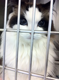 tragedy-13:  my-psychological-tower:  theyoungandjaded:  this cat is prettier than most humans..  [jealous]  So adorable, the bars make me sad though. Poor little thing :(( 