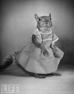 life:  Everyone’s favorite fashionable squirrel, Tommy Tucker. 