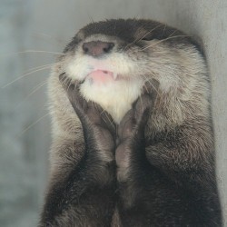 this is otterly adorable!