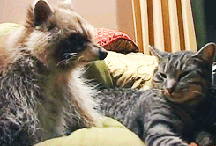  This raccoon never left the side of a cat who was dying of a tumor. The cat was comforted for the final hours of her life by her long time friend.    awwwl this is so cute its stupid cant&hellip;handle&hellip;the cuteness ~struggles~