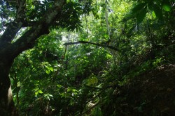 theadventurechild:  Jungle/tropical blog 