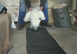 221cbakerstreet:   Baby polar bear being taken care of as it is taught how to walk.  CUUUUUUUUUUUUUUUUUUUUUUUUUTE 