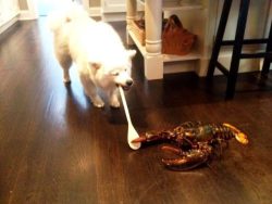 abseas:  theclearlydope:  For anyone out there having a terrible Saturday or just shit week in general … HERE”S A PHOTO OF A DOG FIGHTING A LOBSTER WITH A SPOON! All better? Good.  