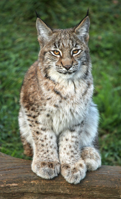 orctober:  funnywildlife:   Lynx kitten by sometimesong on Flickr. Whipsnade Zoo, Bedfordshire   Pretty much my permanent expression. 
