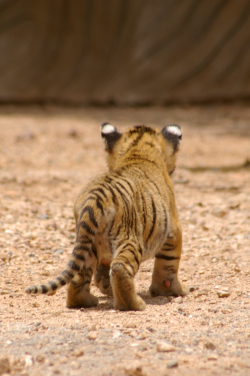 may-13th:  its a baby tiger )))))))))): 