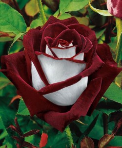 Osiria Rose has a lovely two color combination of blood-red petals on the inside and silvery white on the outside.  I am afraid this rose is poorly photoshopped to look more beautiful. The real osiria rose doesn&rsquo;t have contrasts like these.  This