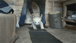pleatedjeans:  baby polar bear’s first steps [video] [via]    It&rsquo;s so happy T-T