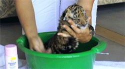 tiger-daddy:  221cbakerstreet:  aelora:  bondandsoul:  kevoutin:  A baby tiger being taken care of and washed up.  LOKKIT THE WITTLE BBY YOU ADORBLE PRECIOUS ANGEL  BUT HE IS PASSED OUT IN THE BOWKL WITH HIS OBTTTLE AND OMG  baby   Tiger