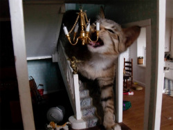 caturday:Cat Terrorizing a Doll House