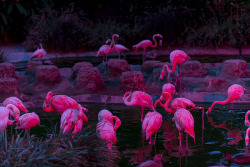 funnywildlife:  Pink at night by Official San Diego Zoo on Flickr.
