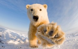theanimalblog:  A curious young polar bear comes in for a closer look at the camera held by veteran nature photographer Steven Kazlowski in Bernard Spit, Alaska.  Picture: Stephen Kazlowski / Barcroft Media 