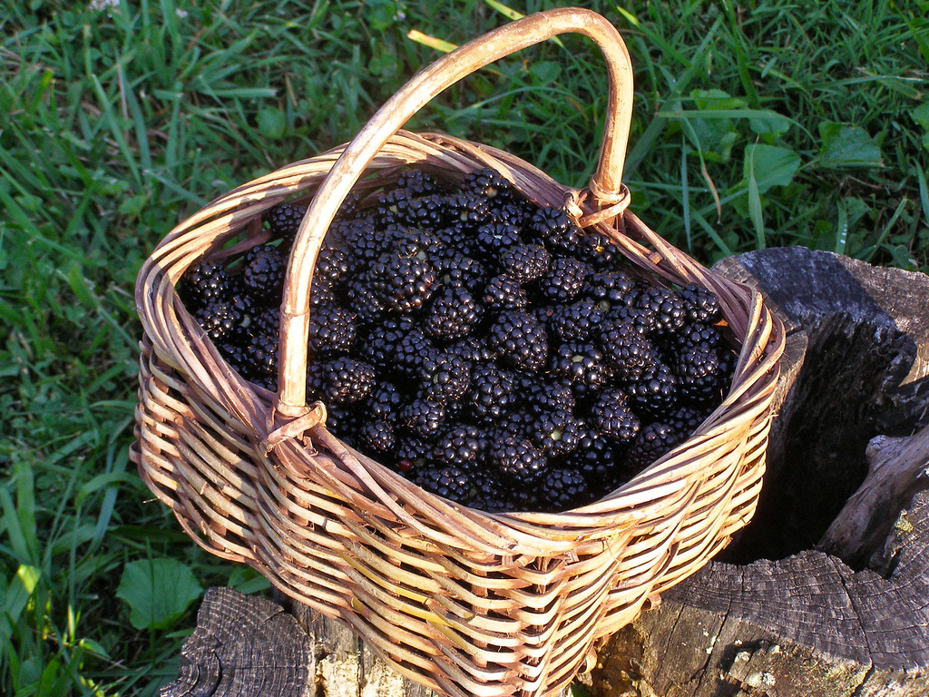 Blackberry Basket (by mystuart)