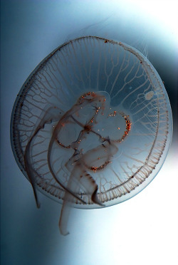 cocoaaaaa:  Pretty jellyfish 