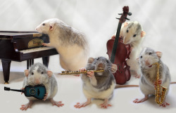 vivaliicious:  The Talented Roosendaal Rats Daily Mail: “Using food treats, photographer Ellen van Deelen taught Moppy and Witje to pose with a variety of instruments, including pan pipes, guitars, flutes and trombones.”  Haha, I saw the flute