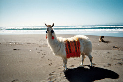crawks:  lolpeasantking:  d1verse:  geniusofthehole:  it’s a llama on a beach you have no choice you must reblog  why is it on the beach  dont question it  just go with it 