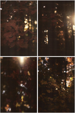 allthetreesofthefield:  Autumn woods on film. 