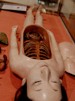 auauk:  Japanese Anatomical Mannequin at the National Museum of Health and Medicine in Washington DC. 