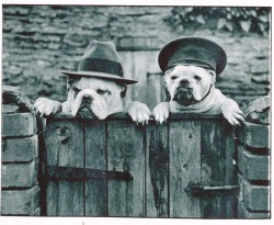 Les chiens aux chapeaux, 1932.
