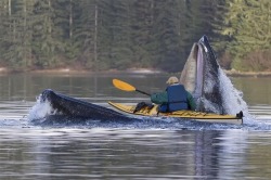 jjones186:  Alaska… one in a billion photo The photo was taken at the entrance to Katlian Bay at the end of the road in Sitka , Alaska . The whale is coming up to scoop up a mouthful of herring. The kayaker is a local Sitka Dentist. He apparently didn’t