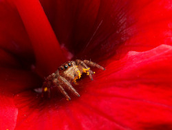 nybg:  Oddly Adorable Spider Raised by Bees Tries Hand(s) at Family Business, news at 11. —MN 