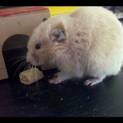 The Chub Life #hamster #baby