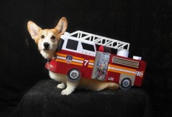 corgiaddict:  A Corgi dressed as a fire truck. From here. Submitted by Shabbydoll.
