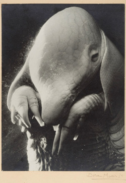 Le père Ubu par Dora Maar, 1936.
