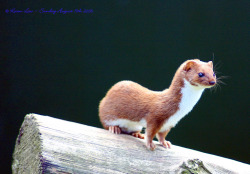 deadcock:  deadcock: On the lookout… Least Weasel - Mustela nivalis,  British Wildlife centre (by law_keven)  (source: flicker)  