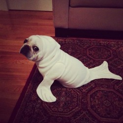 tastefullyoffensive:  Oh dog, you so sealy.
