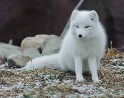 animals-plus-nature:  Artic Fox - January 2011 by C E Andersen on Flickr.