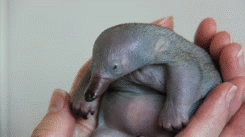 thebiggonzowski:  destialforever:  amazingkickthestickzisnotonfire:   thatghost-skrammie Baby platypuses are called “puggles”  reblogging because platypus  Sooooo  sweet….and precious.  Cuteness is slaying me.  That&rsquo;s not a baby platypus,