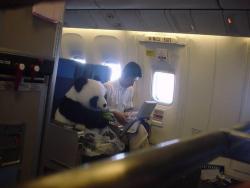 christinetofu:  the-girl-who-laughed:   This is a real panda! China has this “panda diplomacy” and this one will be sent to Japan as an friendship envoy. For the safety reason he sits as a passenger with his feeder, not in a cage. Fastening the seat