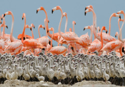 Flamingo flock with chicks, via National Geographic