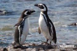 I want a penguin &gt;__&lt; 
