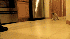 irresistible-girls:  tryagain—failbetter:  ugh this is the cutest dog omg how  