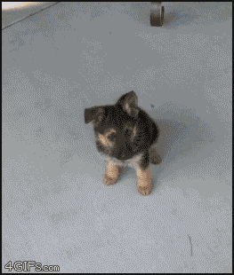 loufoulkes:  negative-g:  oneofthefew:  skittle-happy-matt:  Somebody took a picture of their dog everyday for a year kinda like that video on YouTube and it’s so cute :3  PUPPY TURNS INTO A DOGGY!  Cutest gif in the world  HE’S SO HAPPY ON HIS FIRST