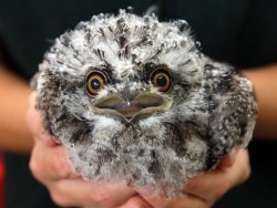 theanimalblog:  A four-week-old tawny frogmouth (a type of owl) is hand-reared at Taronga Zoo in Sydney, Australia. The baby owl, named Grug, was blown out of its nest. Grug will be released back into the wild once it can survive on its own.  Picture: