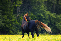 It&rsquo;s never a bad day to reblog a gorgeous horse photo.