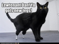 That, my friends, is Oscar the cat who had prosthetic legs created in June 2010 by Dr. Noel Fitzpatrick in Surrey, UK