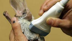      Pregnant Ghost Bat having an ultrasound at Featherdale Wildlife Park  congrats it’s a bat  [delighted bat noises] 